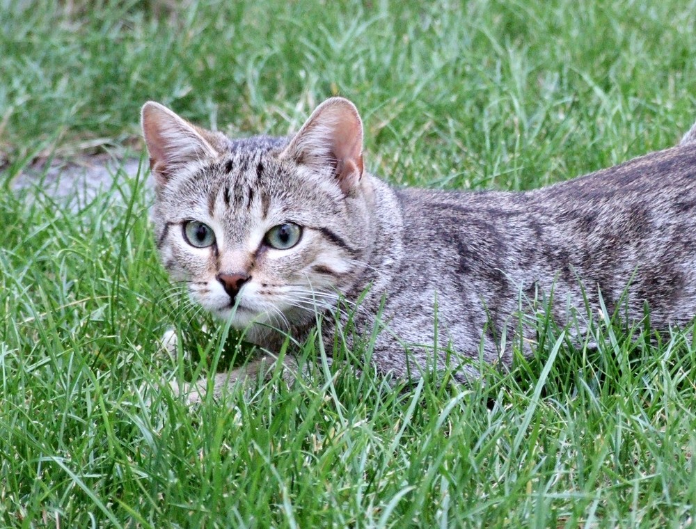 Ist da schon wieder der Kater von Nebenan?