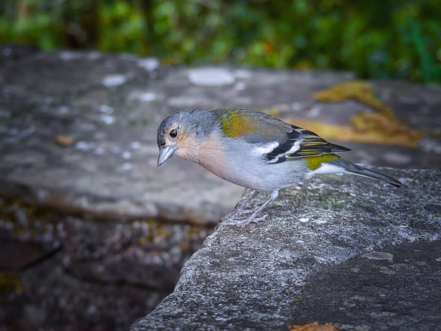 Ist da was?? (Madeira-Buchfink)