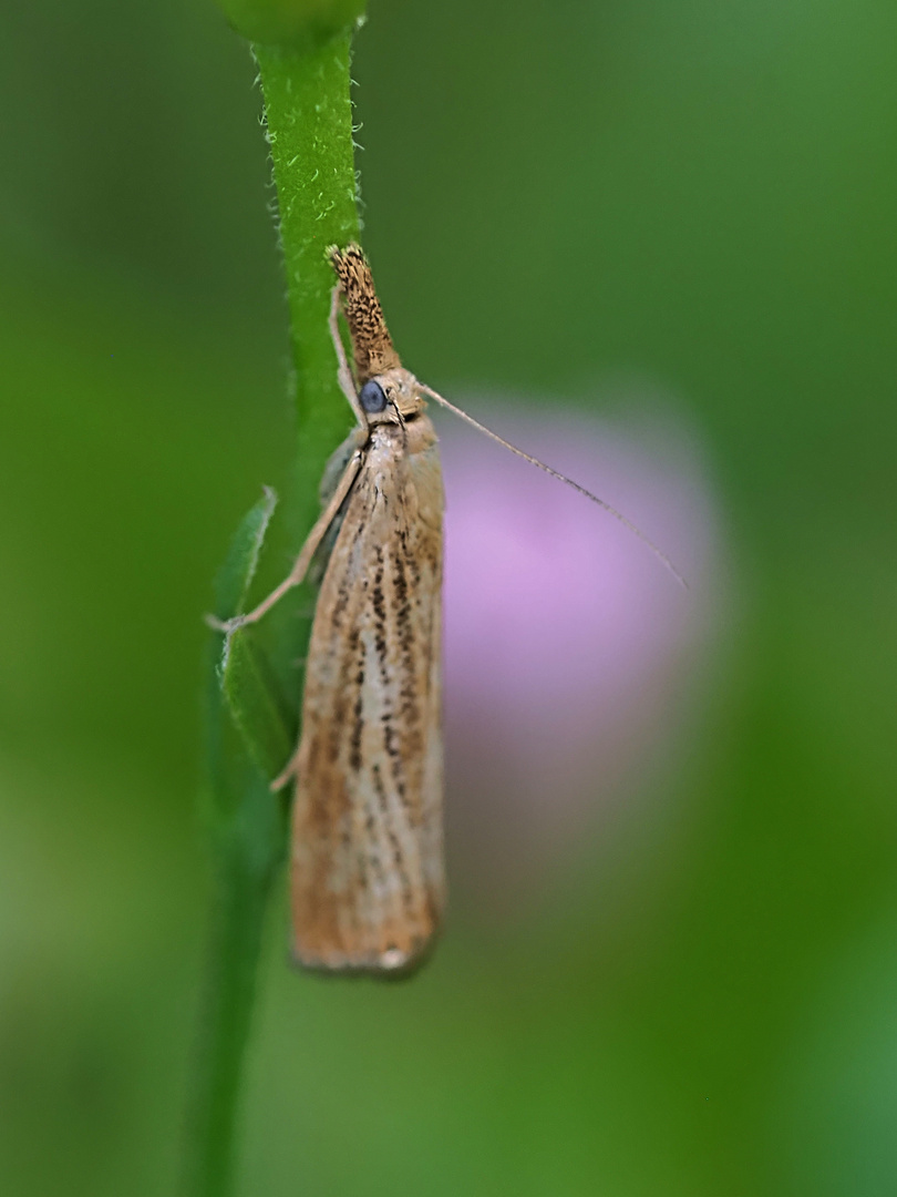 Ist das Agriphila straminella ?