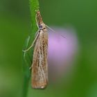 Ist das Agriphila straminella ?