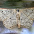 Ist das auch ein Breitgebänderter Staudenspanner (Idaea aversata) ?