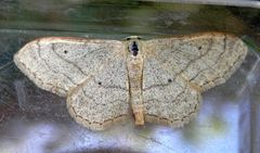 Ist das auch ein Breitgebänderter Staudenspanner (Idaea aversata) ?