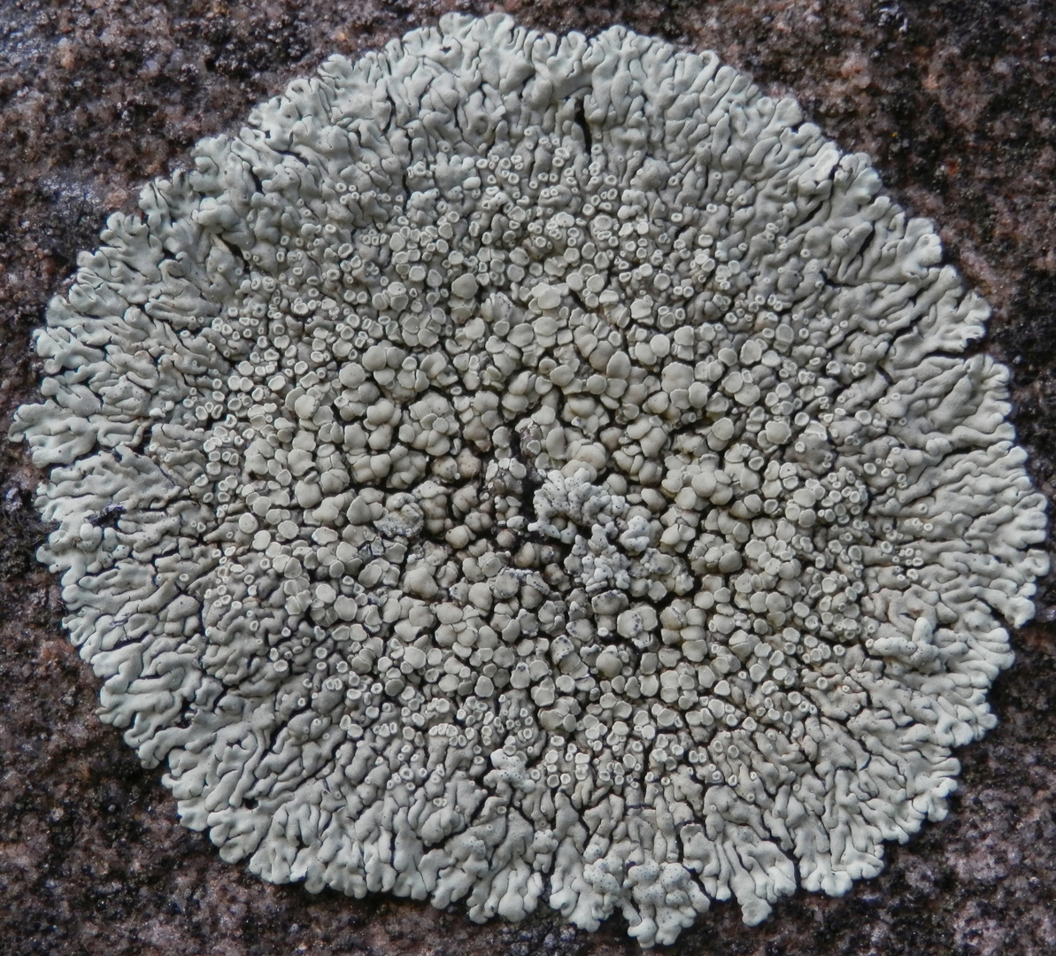 Ist das auch eine Mauerflechte (Lecanora muralis) ?