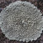 Ist das auch eine Mauerflechte (Lecanora muralis) ?