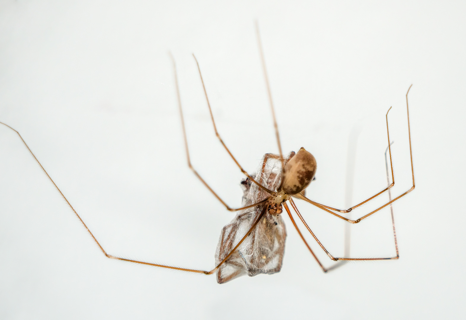 "IST DAS AUCH EINE SPINNE IM BEUTESACKER'L"