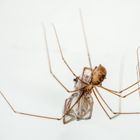 "IST DAS AUCH EINE SPINNE IM BEUTESACKER'L"