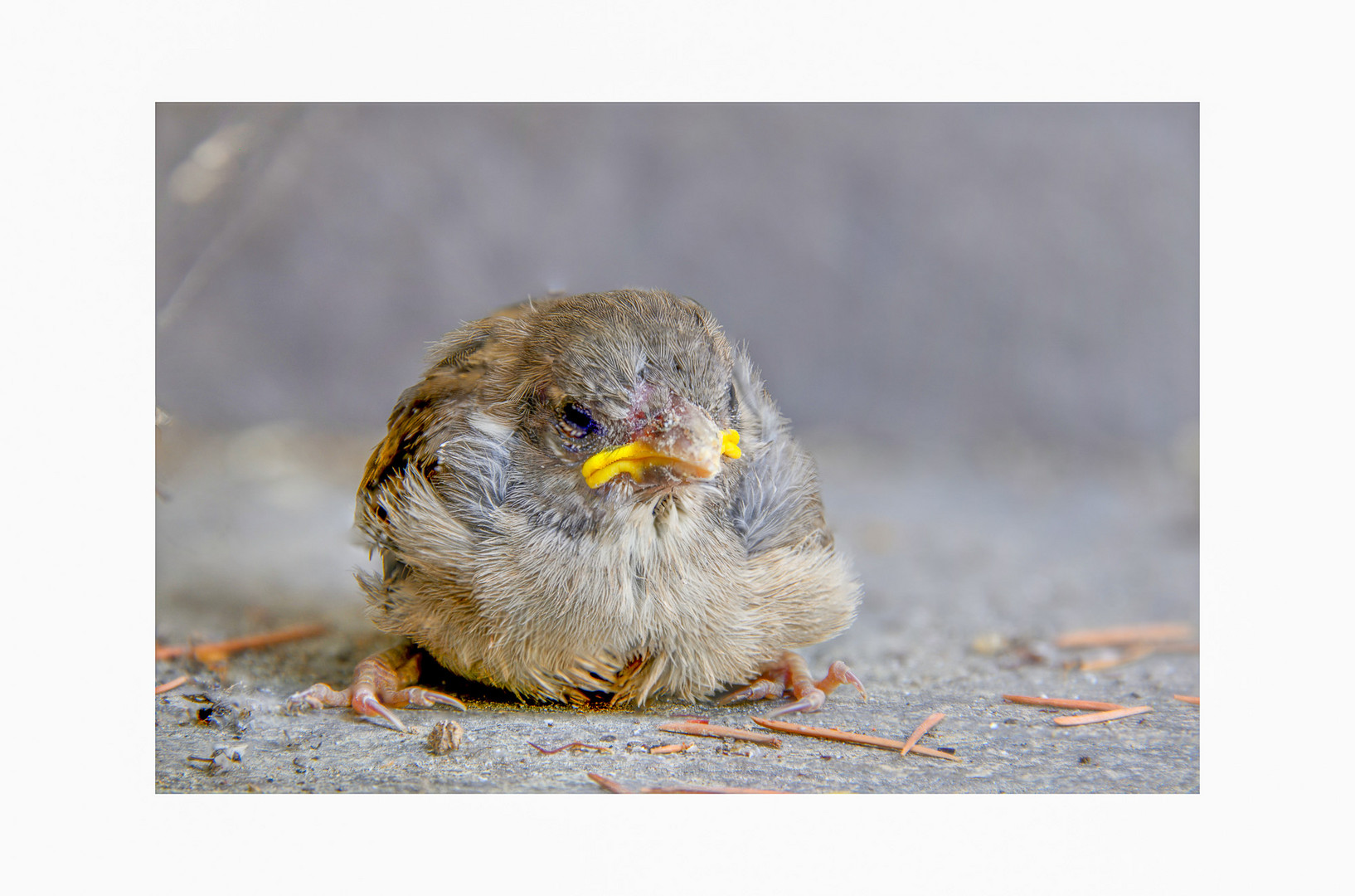 Ist das blöd; bin aus dem Nest gefallen.