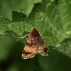 Ist das Choreutis pariana, der Apfelbaum-Spreizflügelfalter? Nein***!