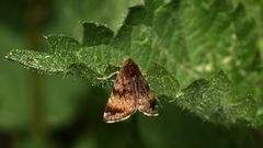 Ist das Choreutis pariana, der Apfelbaum-Spreizflügelfalter? Nein***!