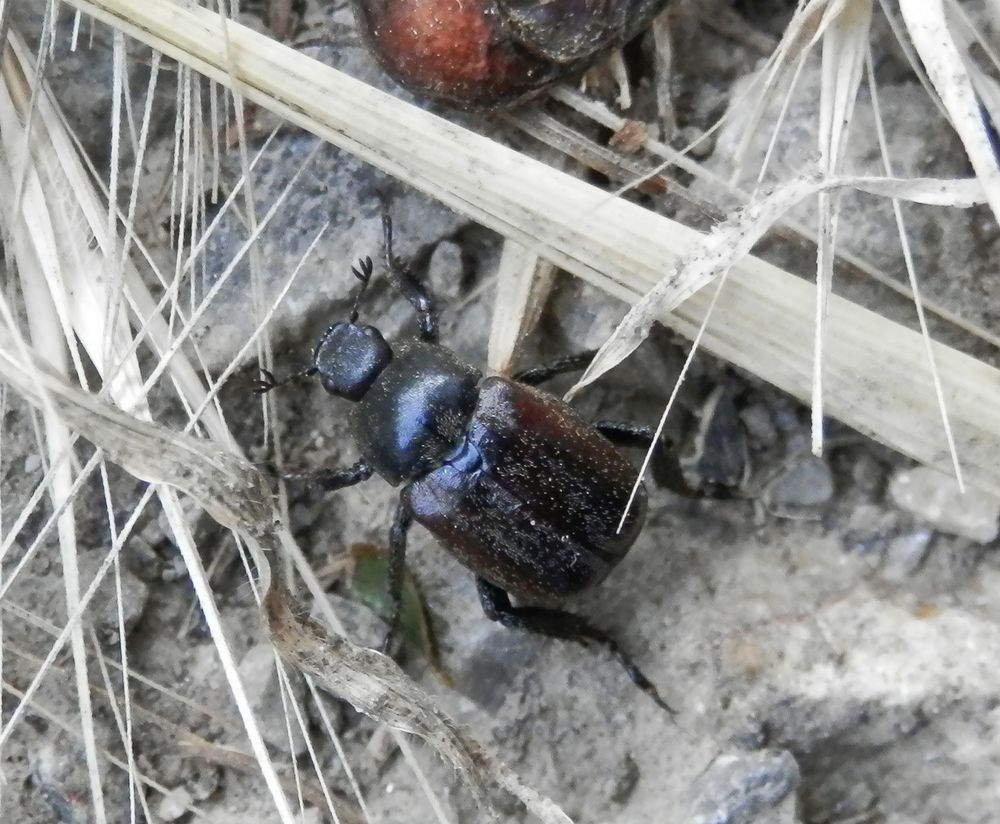 Ist das der Blatthornkäfer Hoplia philanthus ???