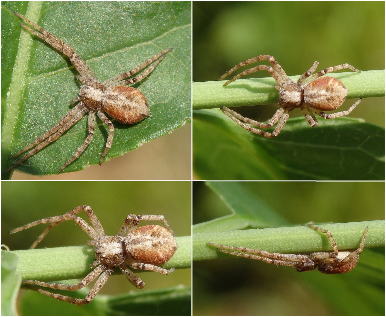 Ist das der Goldgelbe Flachstrecker (Philodromus aureolus) ???