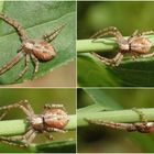 Ist das der Goldgelbe Flachstrecker (Philodromus aureolus) ???