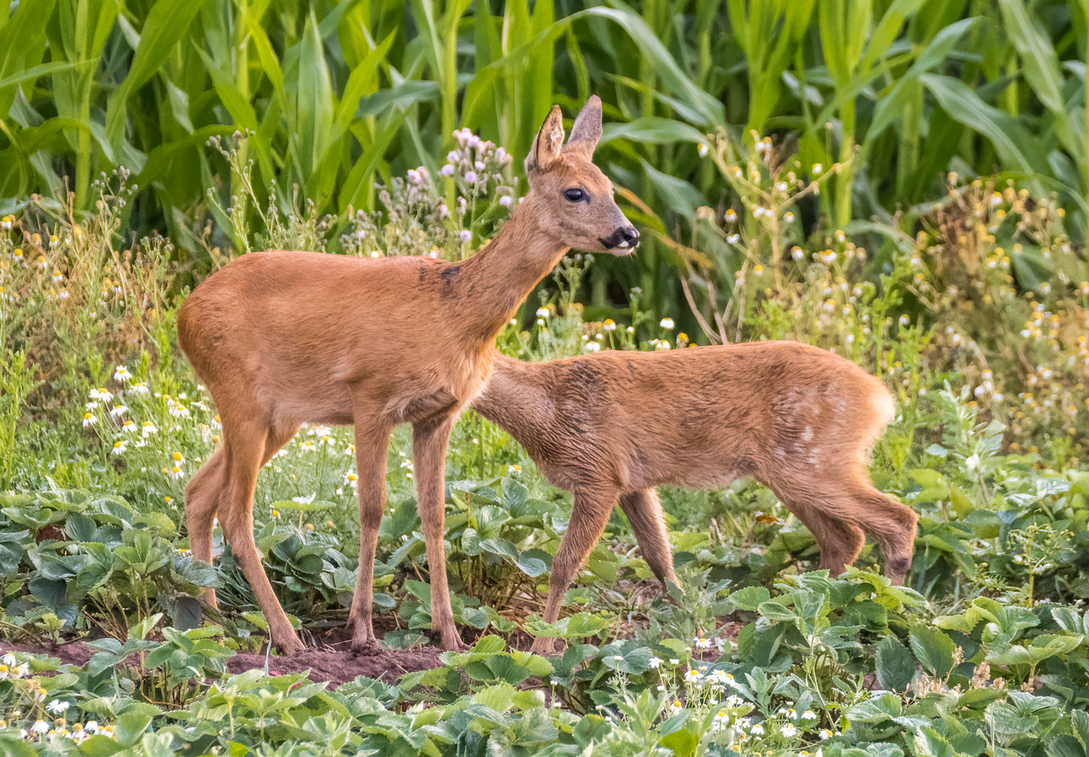 "Ist das die Mama oder noch ein Schmalreh"?