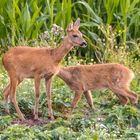 "Ist das die Mama oder noch ein Schmalreh"?