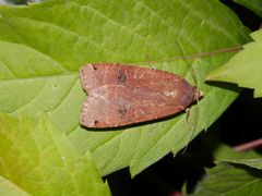 Ist das die Schmalflügelige Bandeule (Noctua orbana) ???