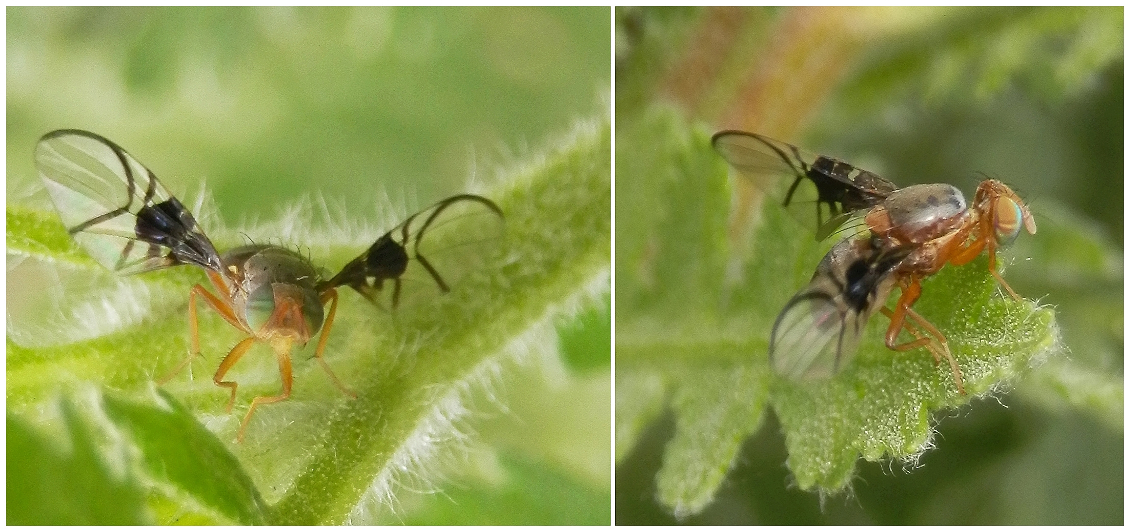 Ist das die Weißdorn-Bohrfliege (Anomoia purmunda)???