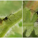 Ist das die Weißdorn-Bohrfliege (Anomoia purmunda)???