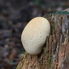 Ist das ein Brauner Holzstäubling (Lycoperdon subincarnatum)???