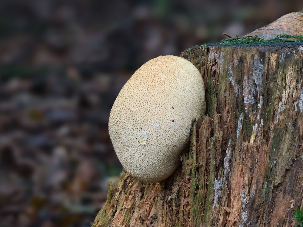 Ist das ein Brauner Holzstäubling (Lycoperdon subincarnatum)???