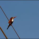 Ist das ein Eisvogel? - White-throated Kingfisher