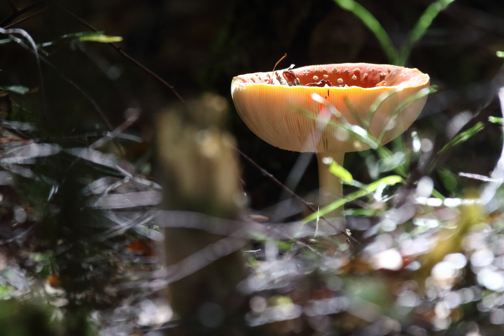 "Ist das ein FLIEGENPILZ"?