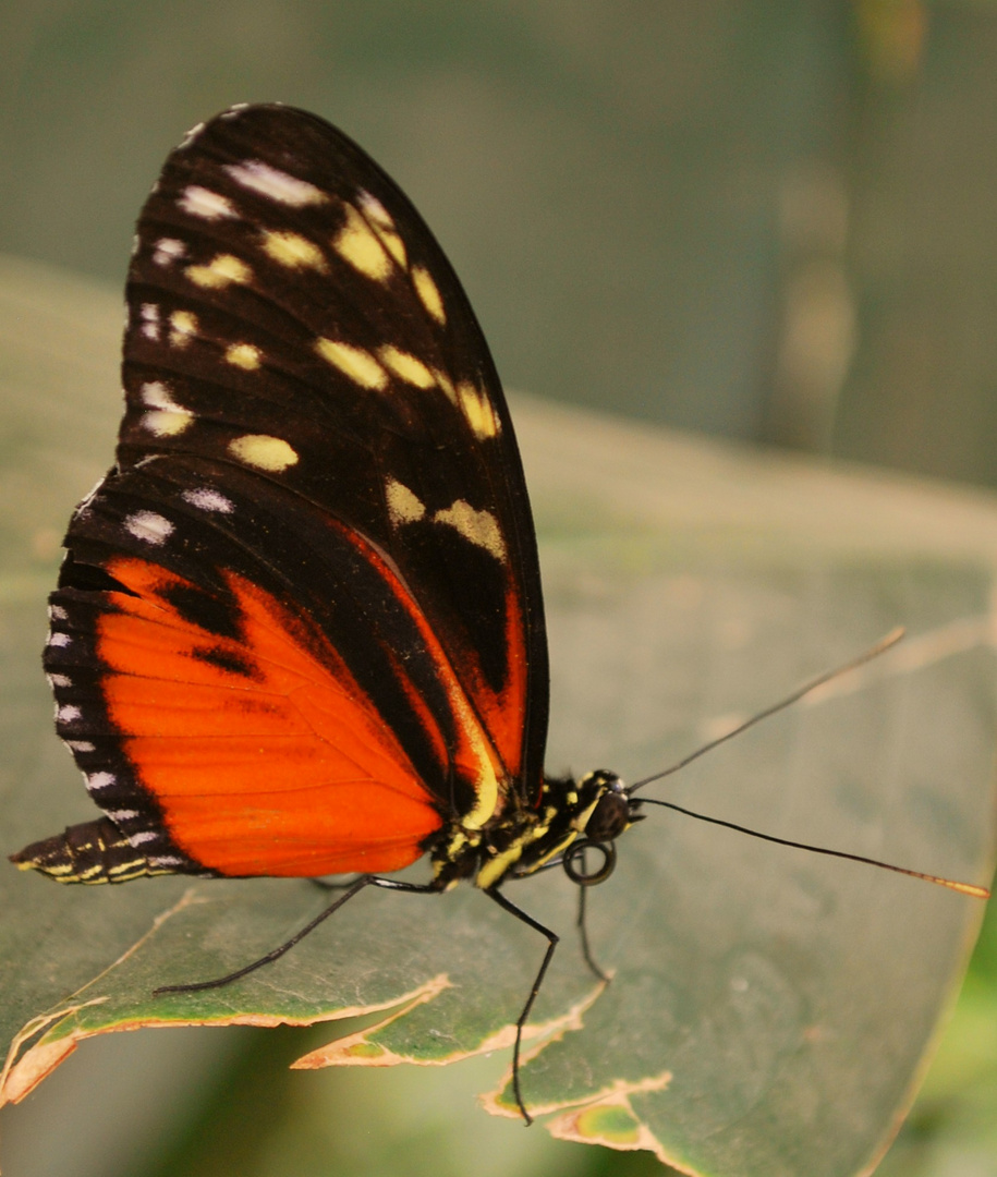 Ist das ein Heliconius Hecale?