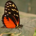 Ist das ein Heliconius Hecale?