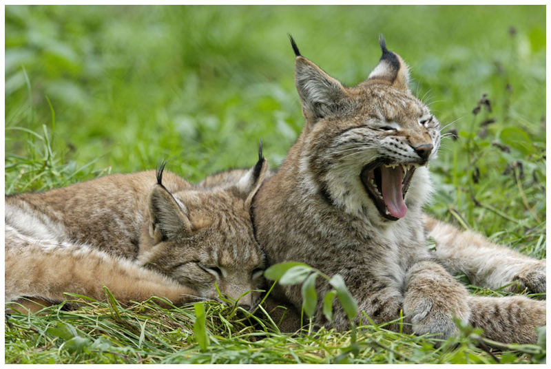 Ist das ein Katzenleben....