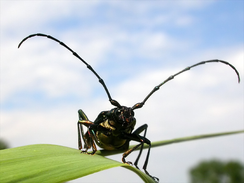 ist das ein Moschusbock?