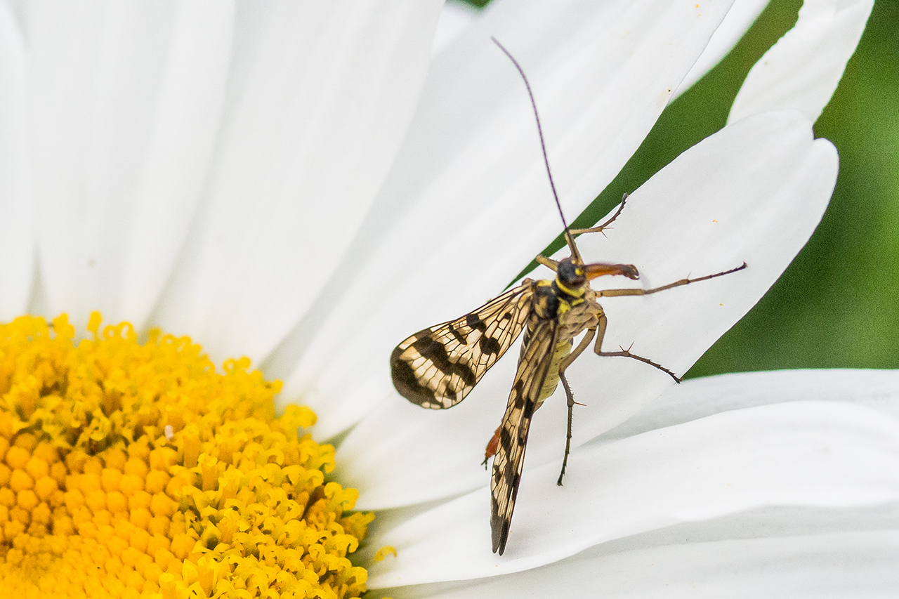 ist das ein Schmetterling?