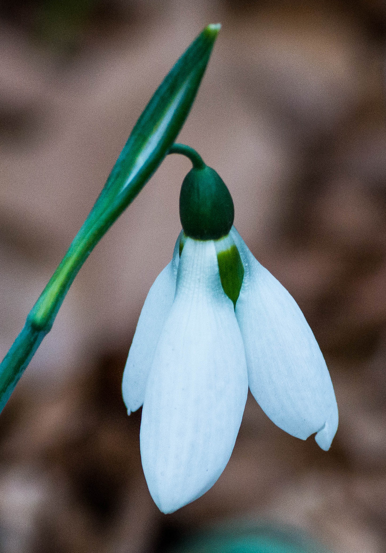 Ist das ein Schneeklöckchen?