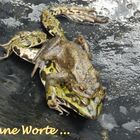 Ist das ein SEEFROSCH, der von einer Erdkröte belästigt wird?