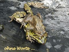 Ist das ein SEEFROSCH, der von einer Erdkröte belästigt wird?