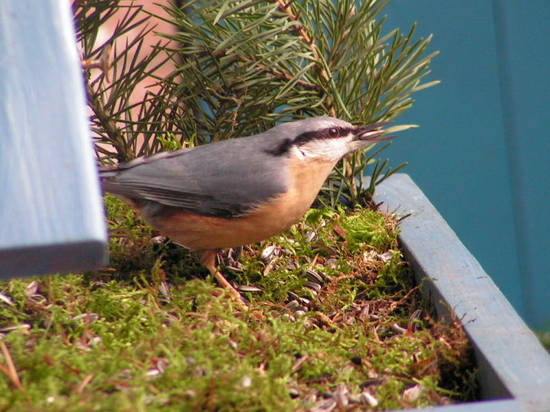 Ist das ein Vogel...?