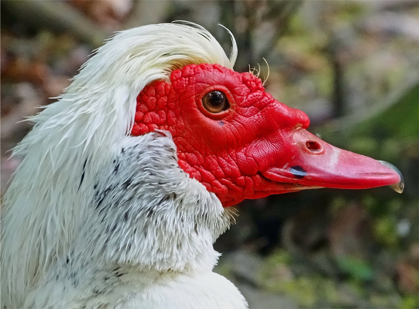 Ist das ein Vogel? Ist das eine Ente? Ich hab keine Ahnung!