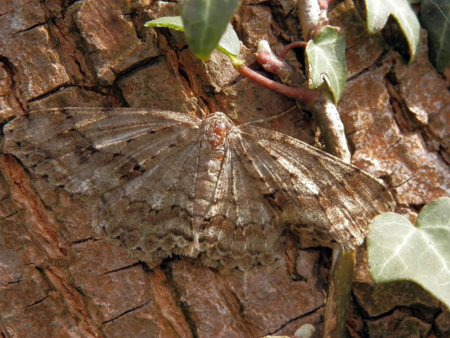 Ist das ein Zackenbindiger Rindenspanner (Ectropis crepuscularia)