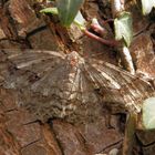 Ist das ein Zackenbindiger Rindenspanner (Ectropis crepuscularia)