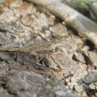 Ist das ein Zackenbindiger Rindenspanner (Ectropis crepuscularia)