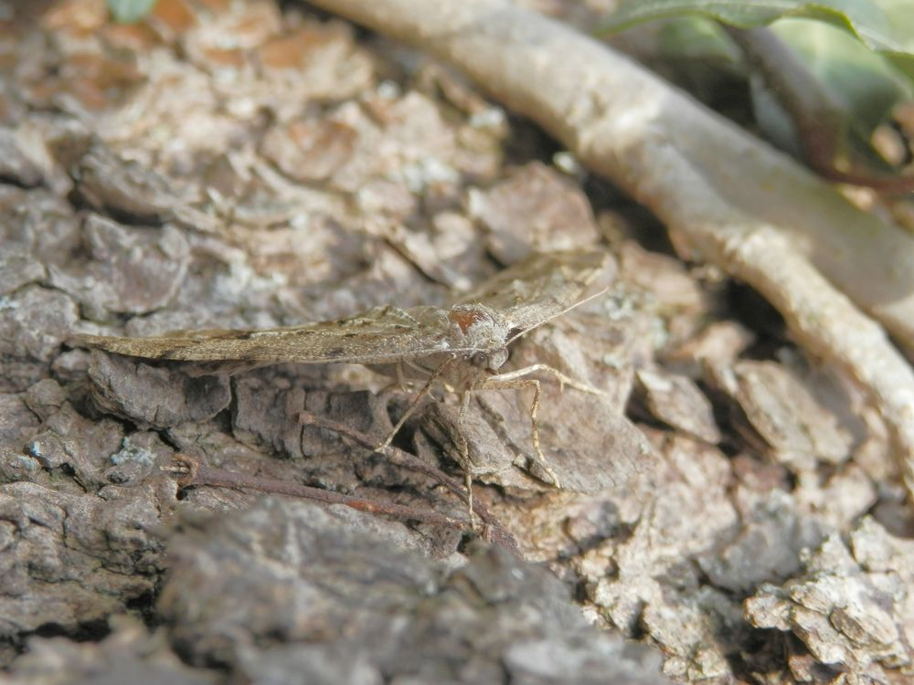 Ist das ein Zackenbindiger Rindenspanner (Ectropis crepuscularia)