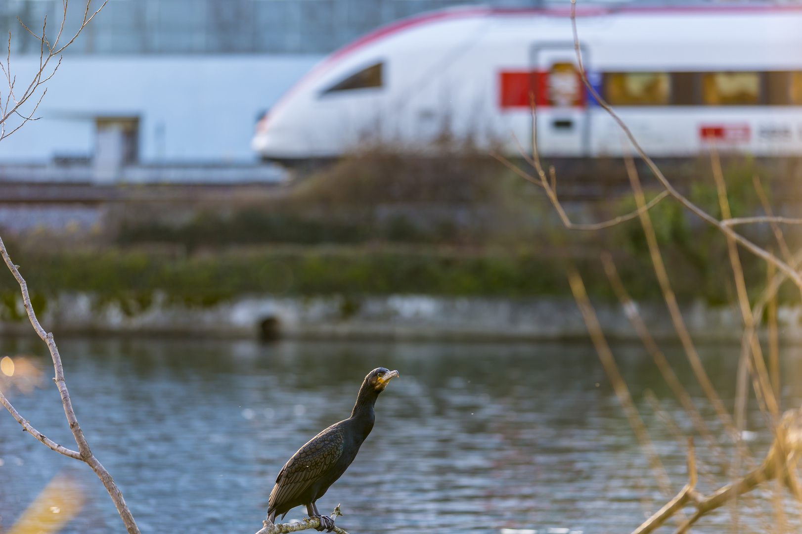 ist das ein Zug-Vogel?