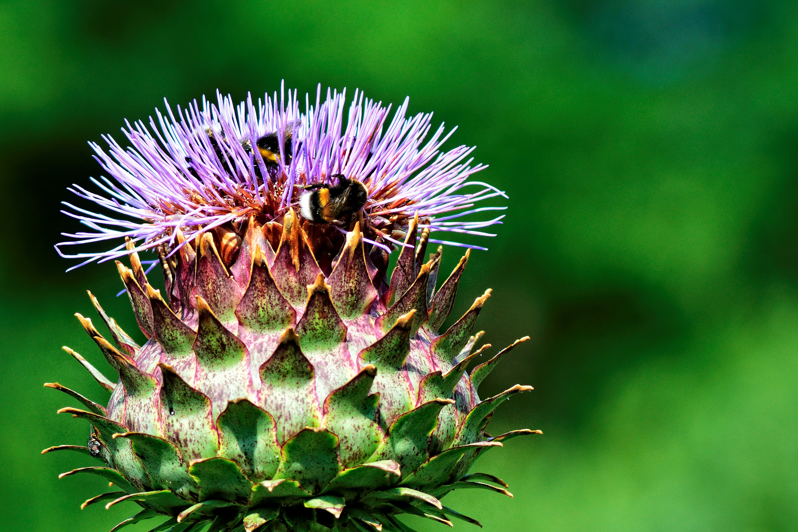 Ist das eine Bienenparty?