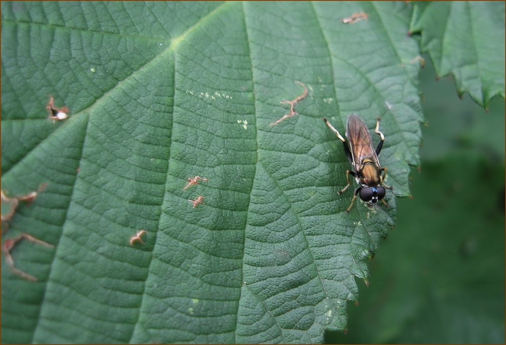 Ist das eine Bremse ?? Oder nur eine arme harmlose Fliege...