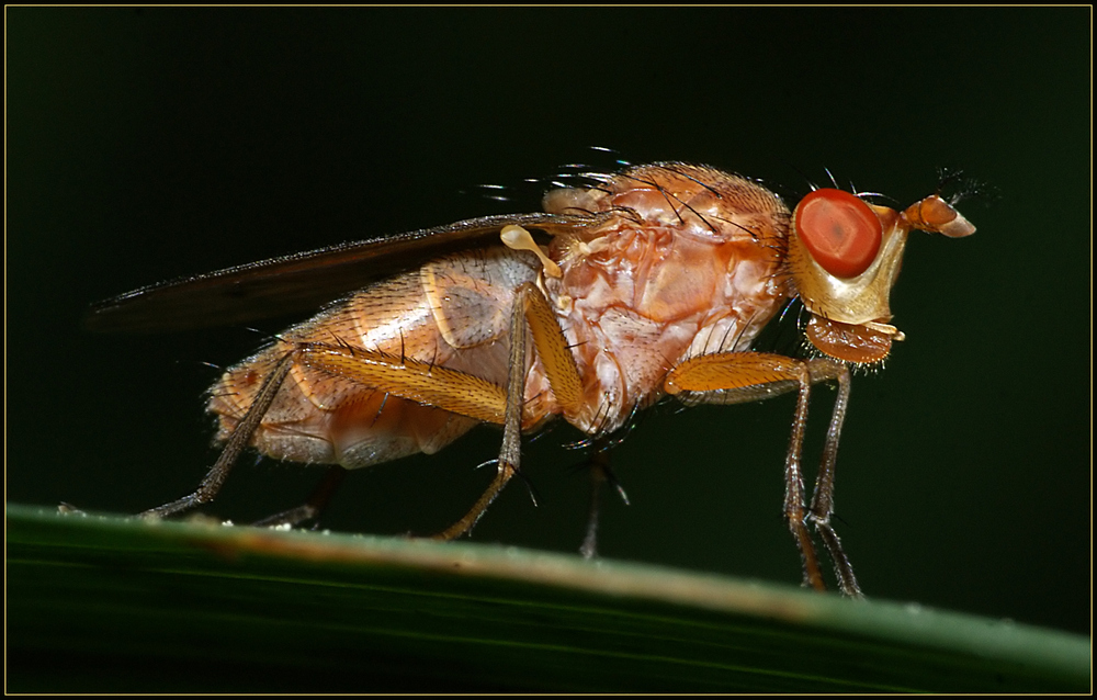 Ist das eine Dungfliege?