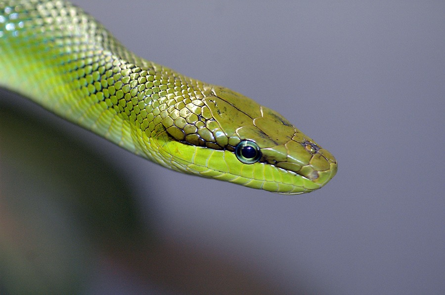 Ist das eine grüne Mamba?