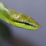 Ist das eine grüne Mamba?