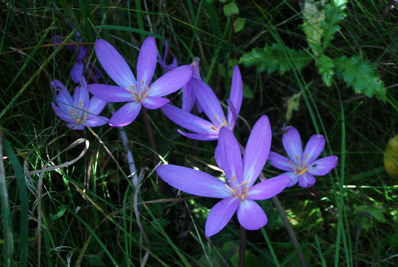 ist das eine Krokußblüte??