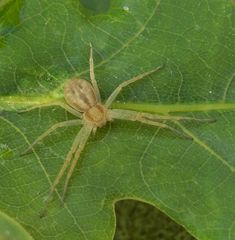 Ist das eine Laufspinne oder doch eine Krabbenspinne?