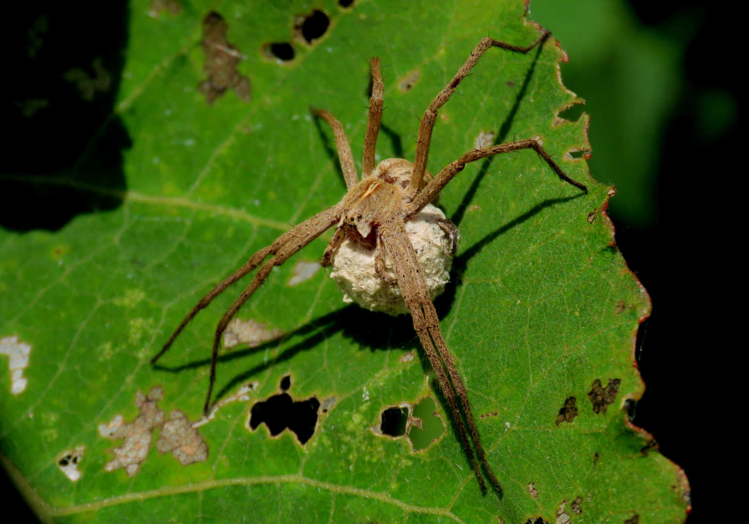 Ist das eine Listspinne?