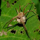Ist das eine Listspinne?