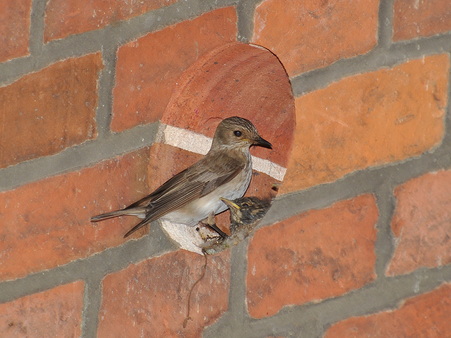 Ist das eine Nachtigall ?